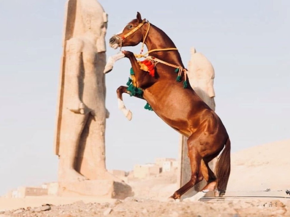 Ride Egypt
