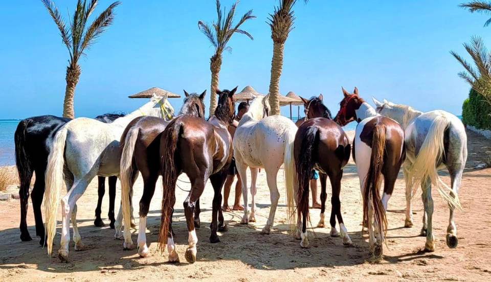 Ride Egypt